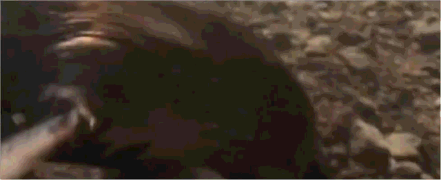 鸭嘴兽简介，鸭嘴兽简介表格式（来自远古的“三不像”）