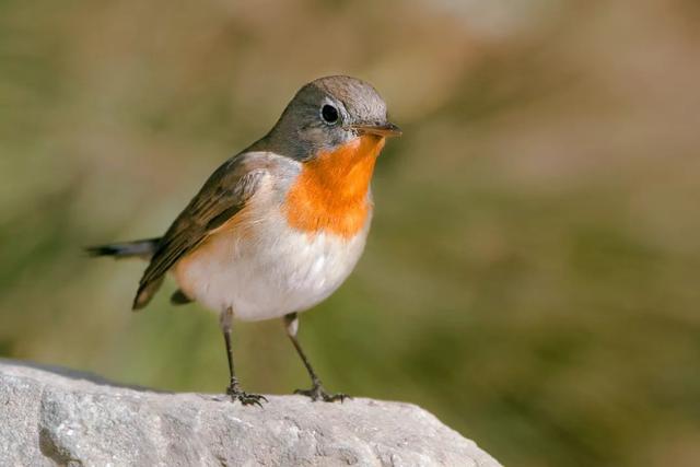 鹳怎么读，颧怎么读音读出来（鹬、鸫、鸲、鹟、鹎、鹳、鹮……这都是啥鸟）