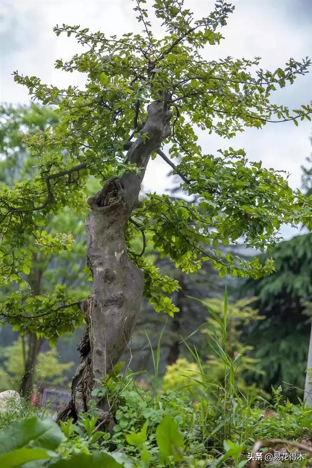 金缕梅，国家一级濒危珍稀植物（金缕梅对皮肤的作用）