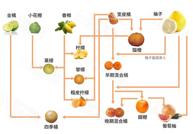 橘子和牛奶能一起吃吗，橘子牛奶可以一起吃吗（橘子家族这错综复杂的混乱私生活）