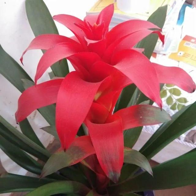 鸟尾花的繁育管理，鸟尾花 花期（30种耐阴花）