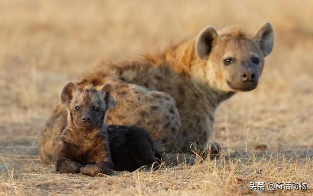 斑鬣狗和比特犬哪个厉害，斑鬣狗和比特犬哪个厉害点（比特犬能打过非洲鬣狗）