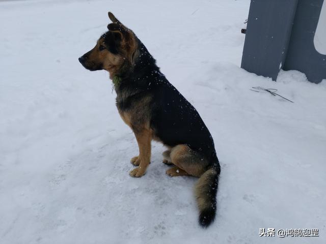 犬字开头的成语，犬字开头的成语接龙（为何带“狗”的成语多带贬义色彩）