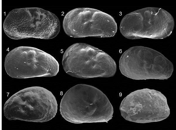 寒武纪中的主要生物有哪些，世界上最早的寒武纪时期的大型生物是什么（海洋里的生物是五颜六色的吗）