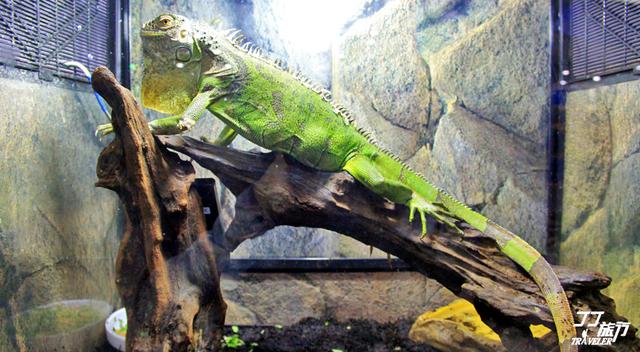 青岛有几个海底世界，青岛海底世界有几处（是有着中国最大的海底世界吗）