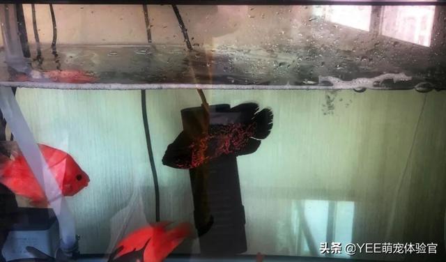 养鱼技巧和要求，新手养鱼，要弄清这些小技巧