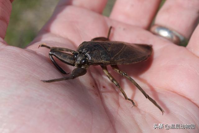 草蛉介绍，草蛉的特点是什么（小时候很多常见的虫子都令人难忘）