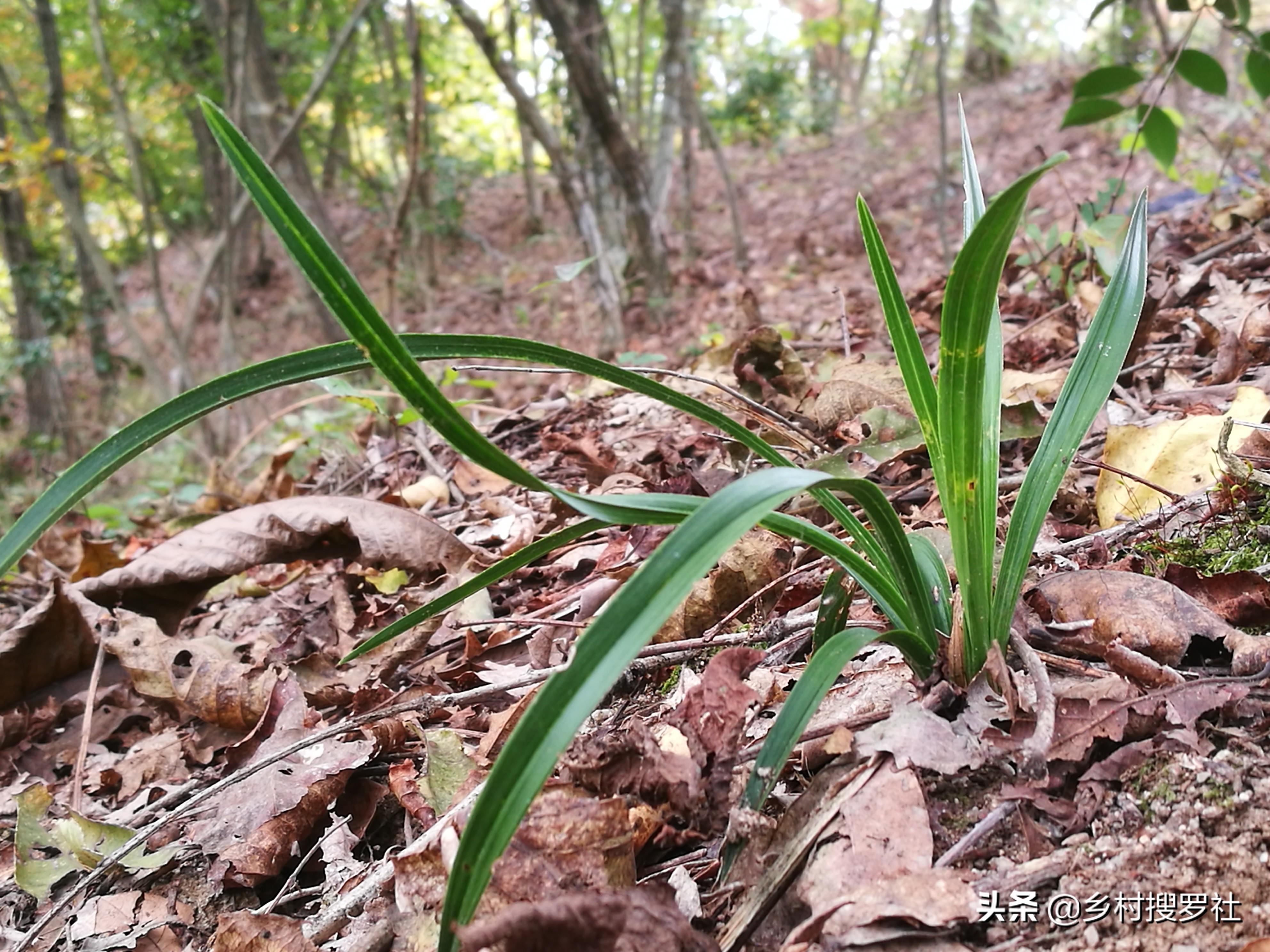 山上野生兰花图片,野生兰花这样种植 - 玉三网