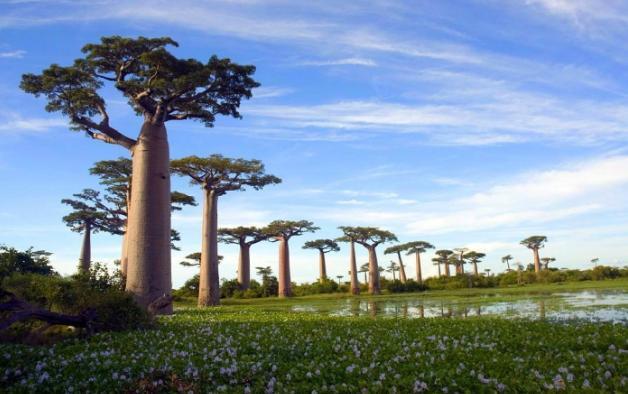 世界上最神奇的水树，既能储水又能当做食物