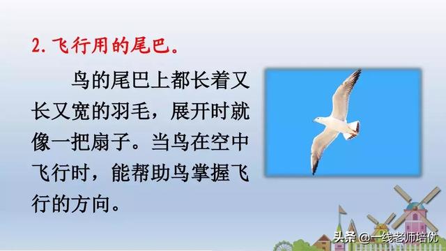 带有提手旁的字大多与什么有关，提手旁的字有哪些（部编版小学语文一年级上册第6课《比尾巴》重点知识+图文解读）