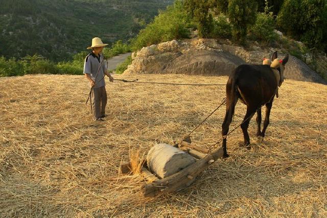 也是天生神力,当时村里其他农户耕地都是套牛来拉犁,他家因为他饭量太