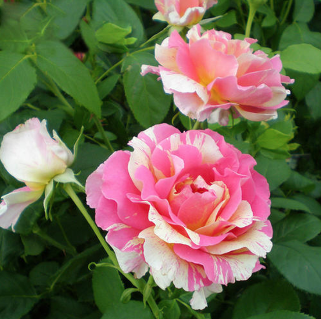 月季小苗品种，送你一份“清单”