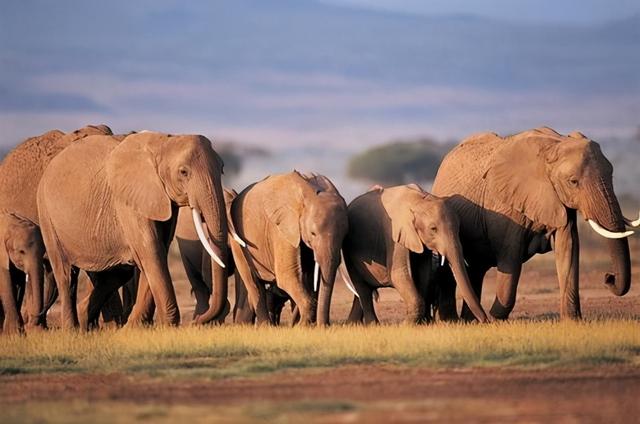 杨棋珺非洲森林象，非洲森林象和亚洲象（称霸非洲草原无敌手）