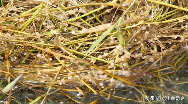 麦穗鱼能活多久，麦穗鱼生长周期要多久（究竟有多少鲫鱼能够“寿终正寝”）