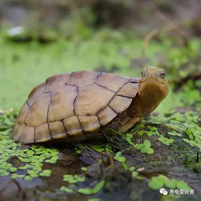 西非侧颈龟怎么养,西非侧颈龟怎么养成浅色(看完之后会想要一只吗) 西非侧颈龟怎么养,西非侧颈龟怎么养成浅色(看完之后会想要一只吗)