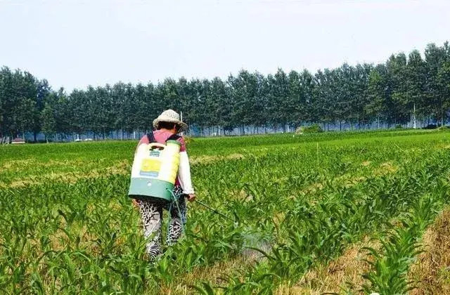 草甘膦钾盐与草甘膦铵盐有什么区别，草甘膦钾盐和草甘膦铵盐可以混合在一起使用吗（以及胺盐、钾盐和异丙胺盐是怎么回事）