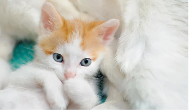 小猫怎么养，小猫怎么叫喵喵喵是什么歌（怎么养好一只小猫）