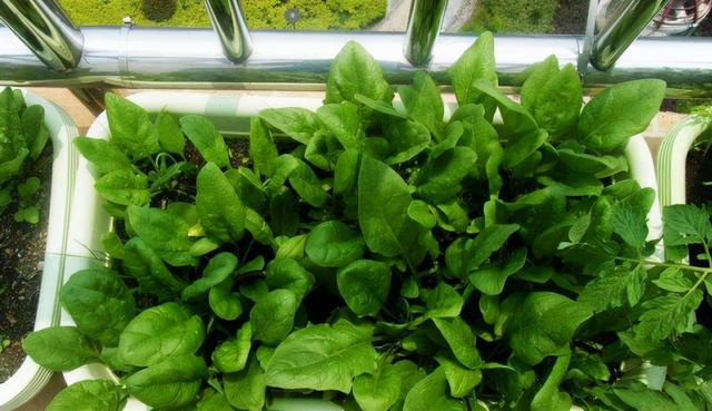 烧烤蔬菜有哪些，50款烧烤素菜菜单（7种“大叶菜”）