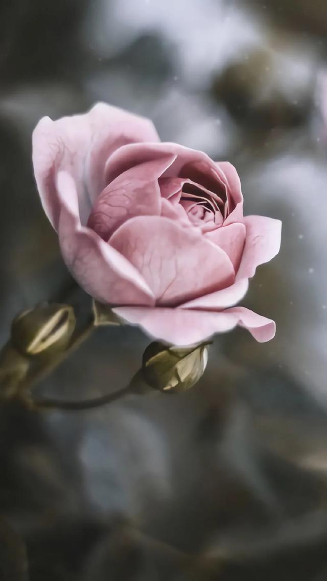 唯美植物花类头像微信，唯美植物花类头像（小清新绿色护眼植物+唯美绽放的瞬间​​​）