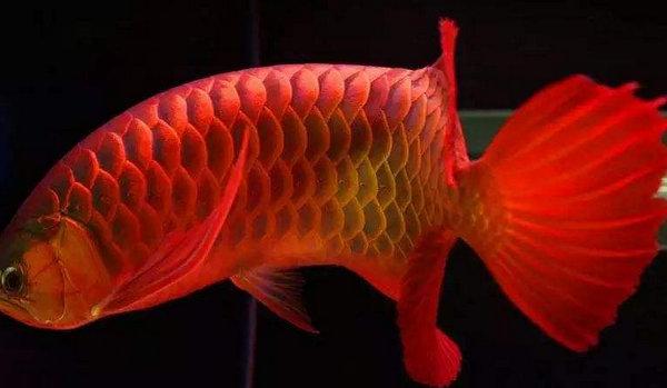 十大名贵观赏鱼，最漂亮的中型观赏鱼（地球上10大风水鱼）