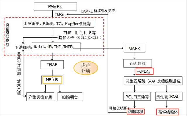 博落回的功效与作用，博落回有什么功效（博落回的性状与作用如何？其用法与用量怎样）