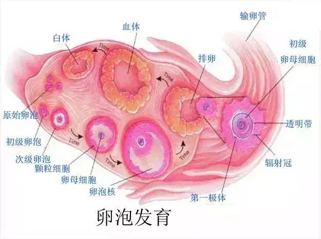 卵泡一天能长多少mm属于正常的，卵泡一天能长多少mm（卵泡长的好不好）