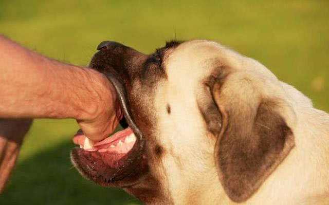 狂犬病毒，阻碍患者吞咽口水（狂犬病毒通过什么途径传播）