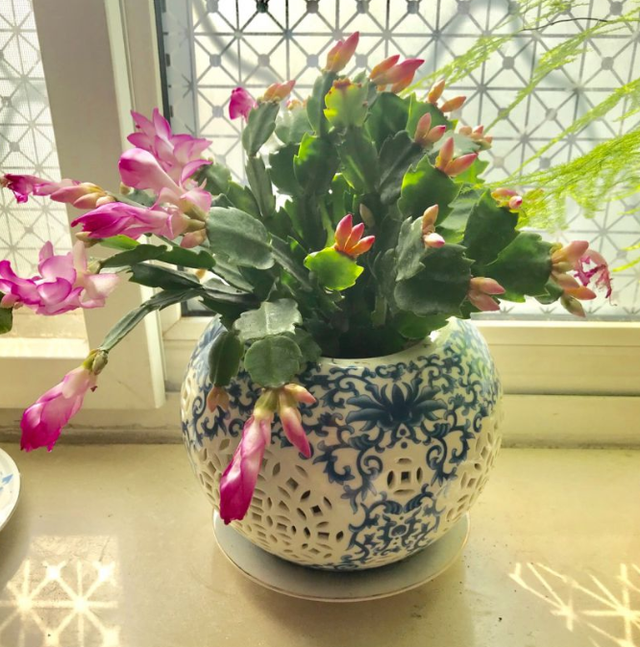 1823是什么意思，1823是什么意思肖战（其实跟兰花没一毛钱关系）