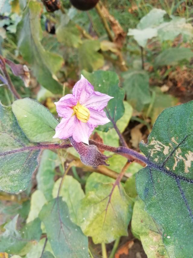 可以用什么表示颜色的词语写茄子，茄子怎么形容的颜色词语（指导孩子进行作文观察）