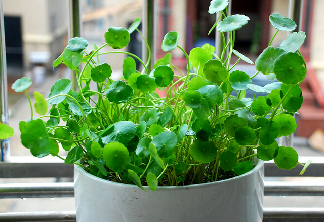 女生办公桌旺事业的风水摆件，女生办公桌旺事业摆件（办公桌空荡荡没精气神）