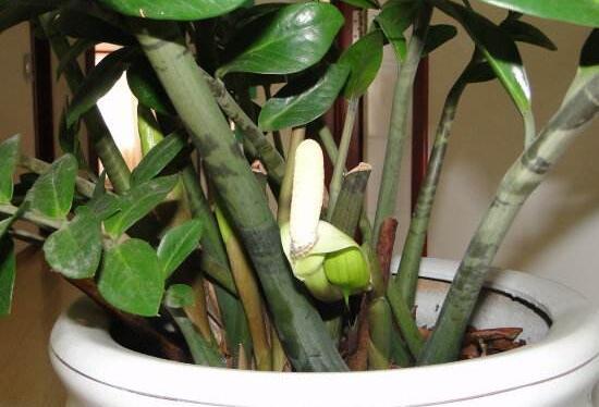 金钱树开花预示什么，金钱树（金钱树怎样扦插繁殖）