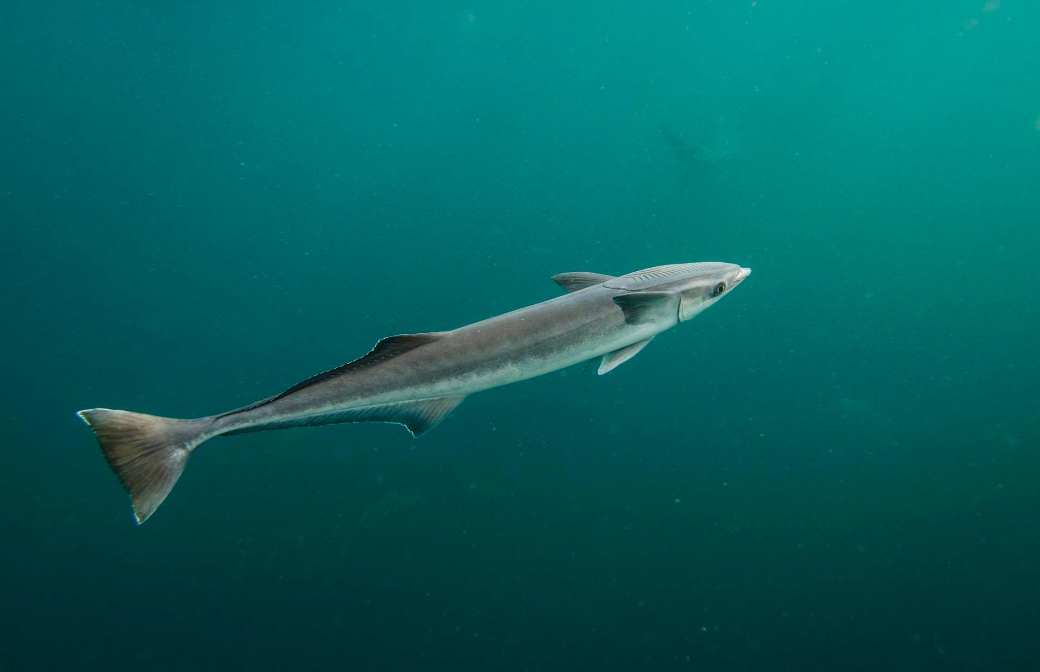 鮣鱼是什么鱼,雪花鱼是什么鱼做的(物种百科:鮣鱼)