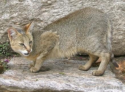 猫科动物有哪些，38种猫科动物大全（它们的分布概况和生存现状如何）