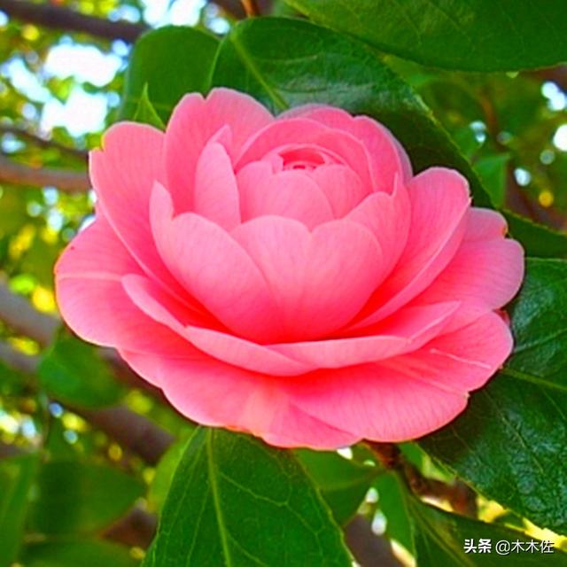 山茶花的花语和寓意，山茶花的寓意（茶花中的珍品——赤丹）