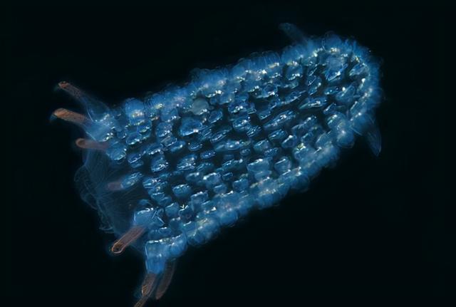 沙虫的特点，沙虫有什么区别（潜水员发现十几米长巨型怪虫）