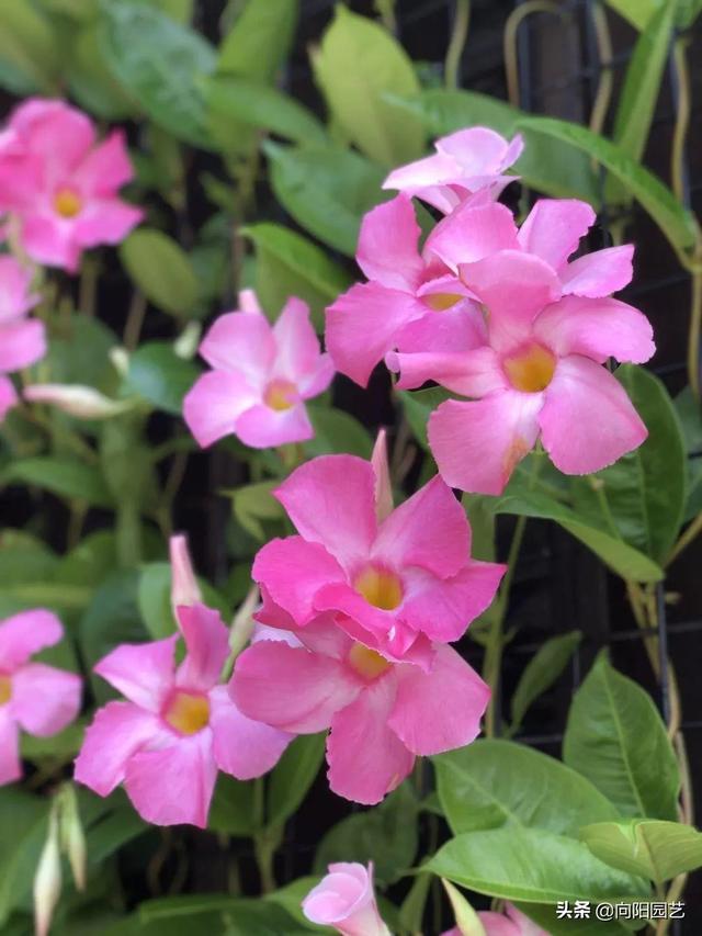 飘香藤一年开花几次，飘香藤多久开一次花（去年种了棵飘香藤）