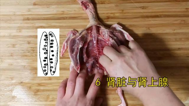 鸽子喜欢吃什么，家养的鸽子吃什么（23年一级大厨专业详细讲解）