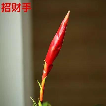 鸿运当头好养吗，鸿运当头怎么不好养（鸿运当头别喷水）