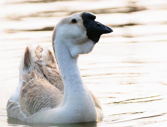 大品种的鹅有几种，大品种的鹅有几种图片（狮头鹅：鹅界“巨型选手”）