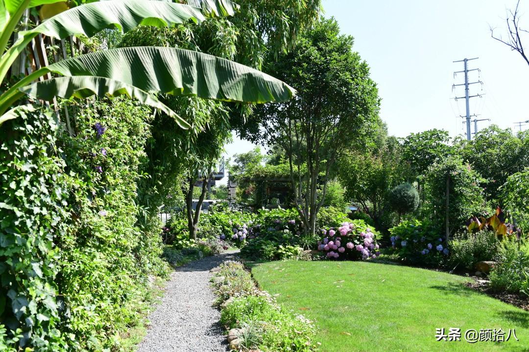 角堇一年开几次花，角堇一年生吗（一整面风车茉莉的花墙被拆掉了）