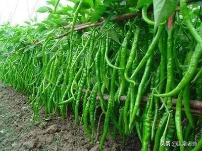 什么是露地种植，什么是露地种植蔬菜（露地栽种辣椒能高产掌握“五法”是关键）