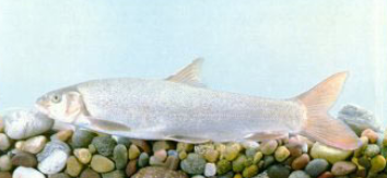 三叶唇鱼介绍，双唇鱼学名叫什么（鱼类：中国淡水鱼类图谱）