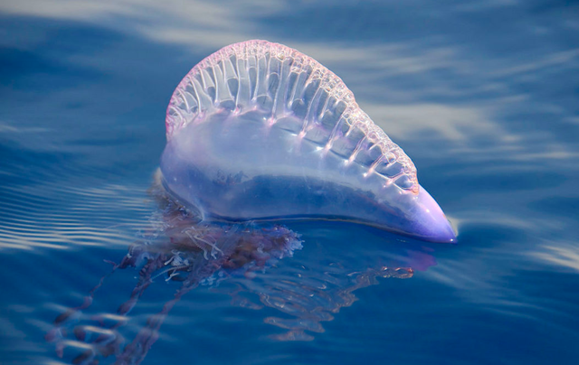 海洋中美麗又危險的生物,海洋中奇特的生物(僧帽水母美麗卻又危險的