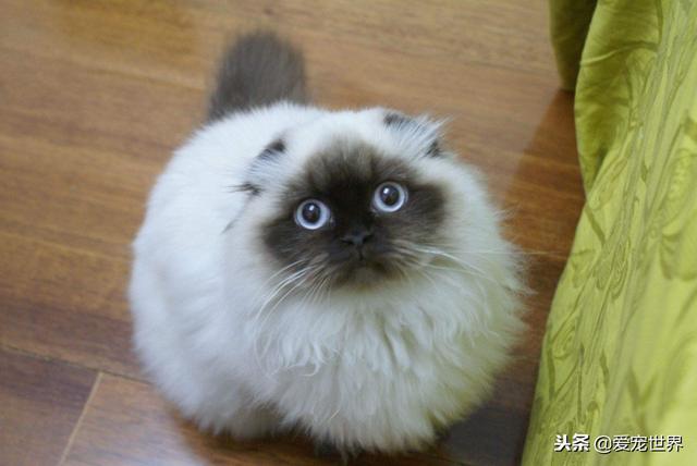 饲养喜马拉雅猫一定要注意的事情，养普通猫的要注意什么（集温柔和聪明于一身的猫咪）
