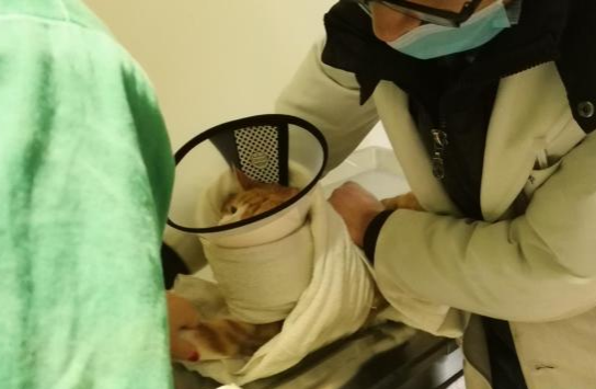 狗狗被阉他自己知道吗，狗狗绝育后会不会性情大变（给宠物做了绝育，它会不会知道）