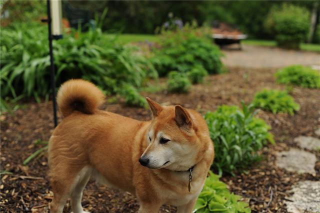狗狗身上有牛蜱虫怎么抓法，牛身上的蜱虫怎么处理（狗狗身上发现有蜱虫）