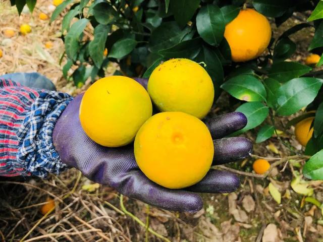 写乡村甘蔗的优美句子，家乡的甘蔗作文1000字（环江蜜汁沃柑，迷之好吃）