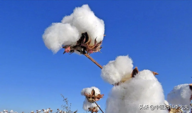 木棉花的副作用，木棉花泡水喝有副作用吗（棉花：我还是中药，能治病）