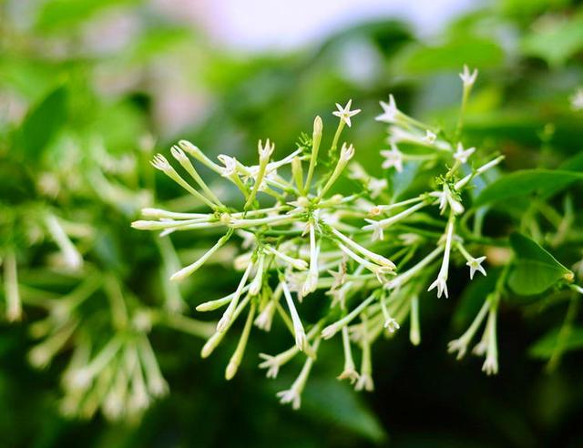 夜来香花，开花芬芳的夜来香（夜来香花的功效与作用）