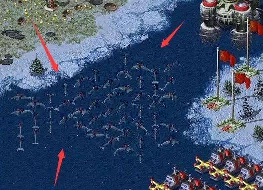 海豚和白鲸的区别，白鲸为什么是海豚（妹子的iPhone掉进大海后）